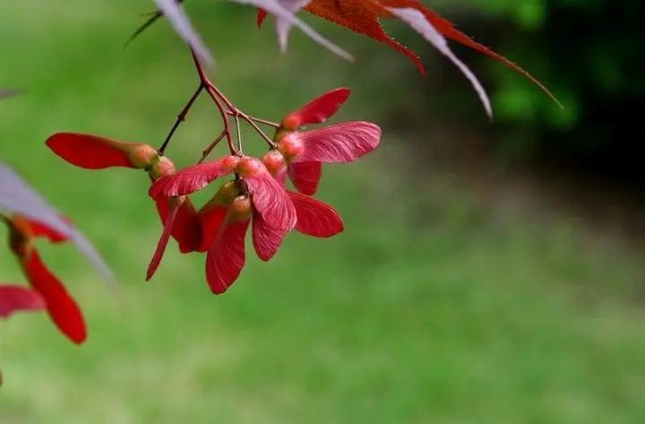 枫树种子. 图片来自：ask nature